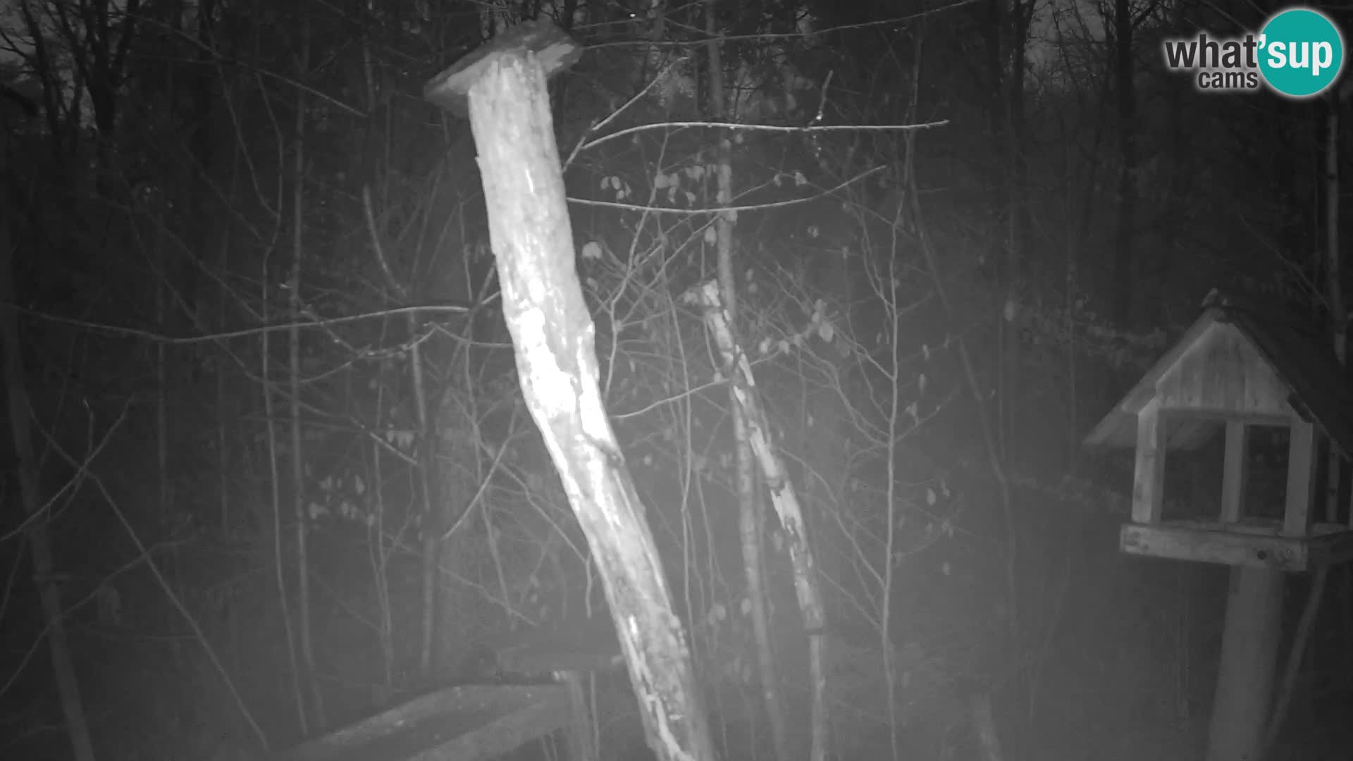 Vogelfutterhäuschen im ZOO webcam Ljubljana