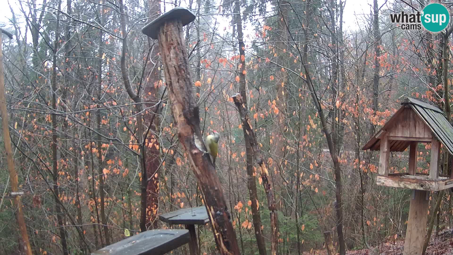 Comederos para pájaros en ZOO Ljubljana camera en vivo