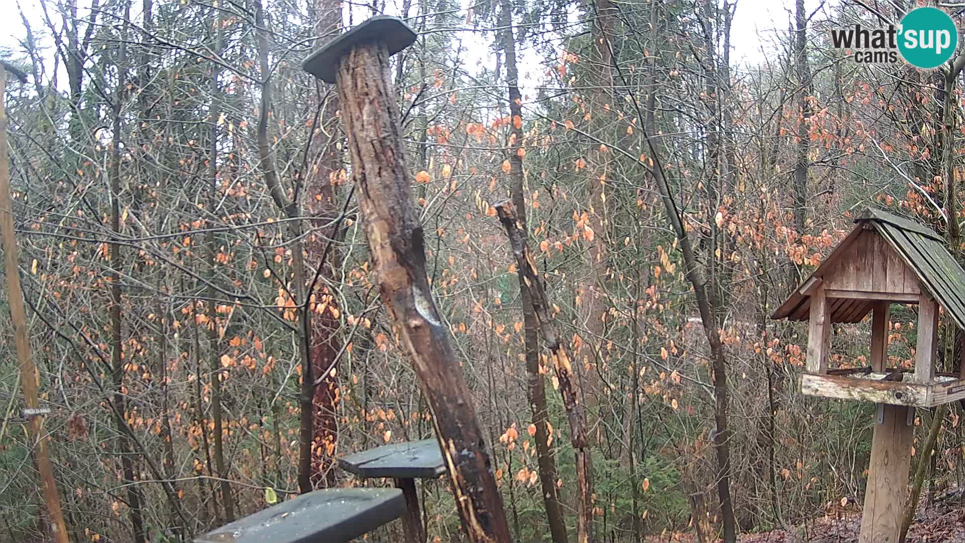 Mangeoires pour oiseaux au ZOO live webcam Ljubljana