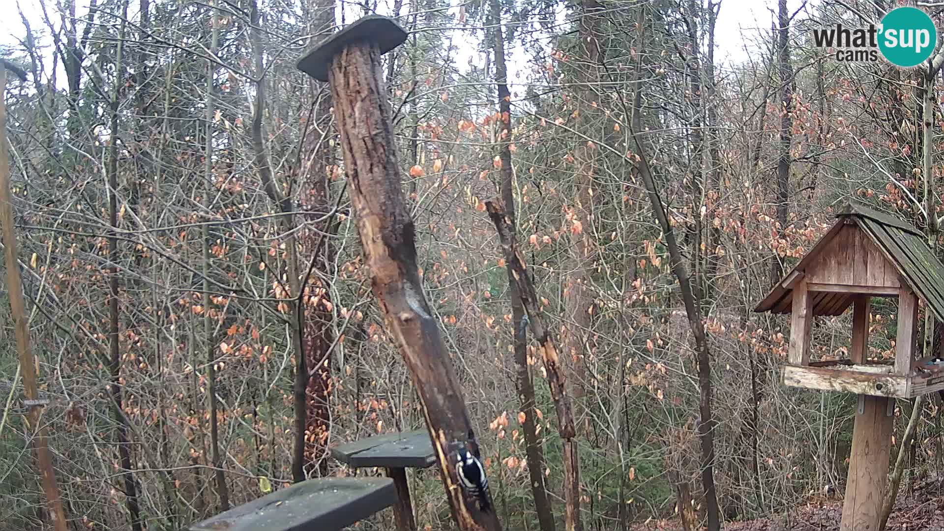 Comederos para pájaros en ZOO Ljubljana camera en vivo