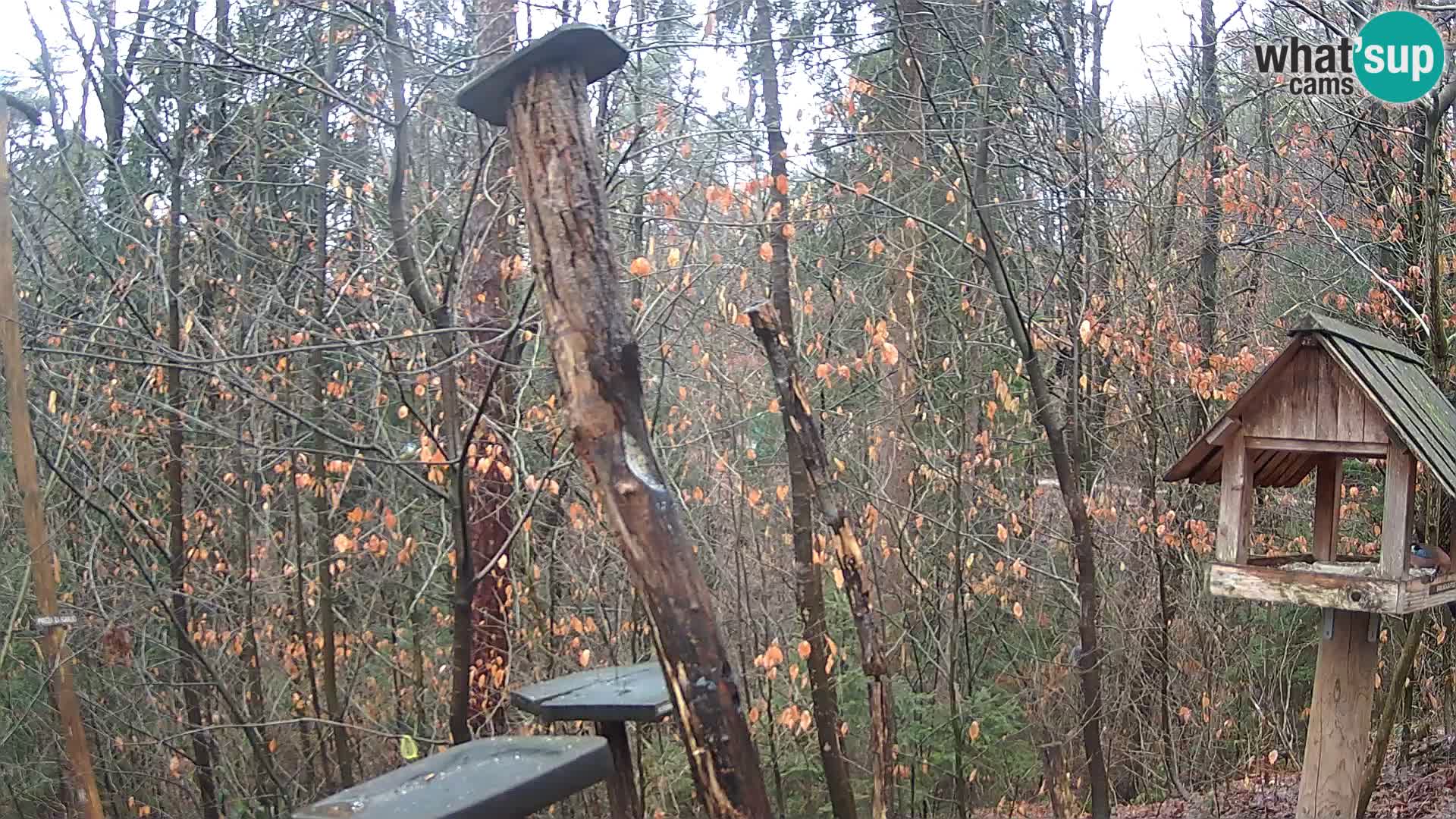 Bird feeders at ZOO Ljubljana webcam