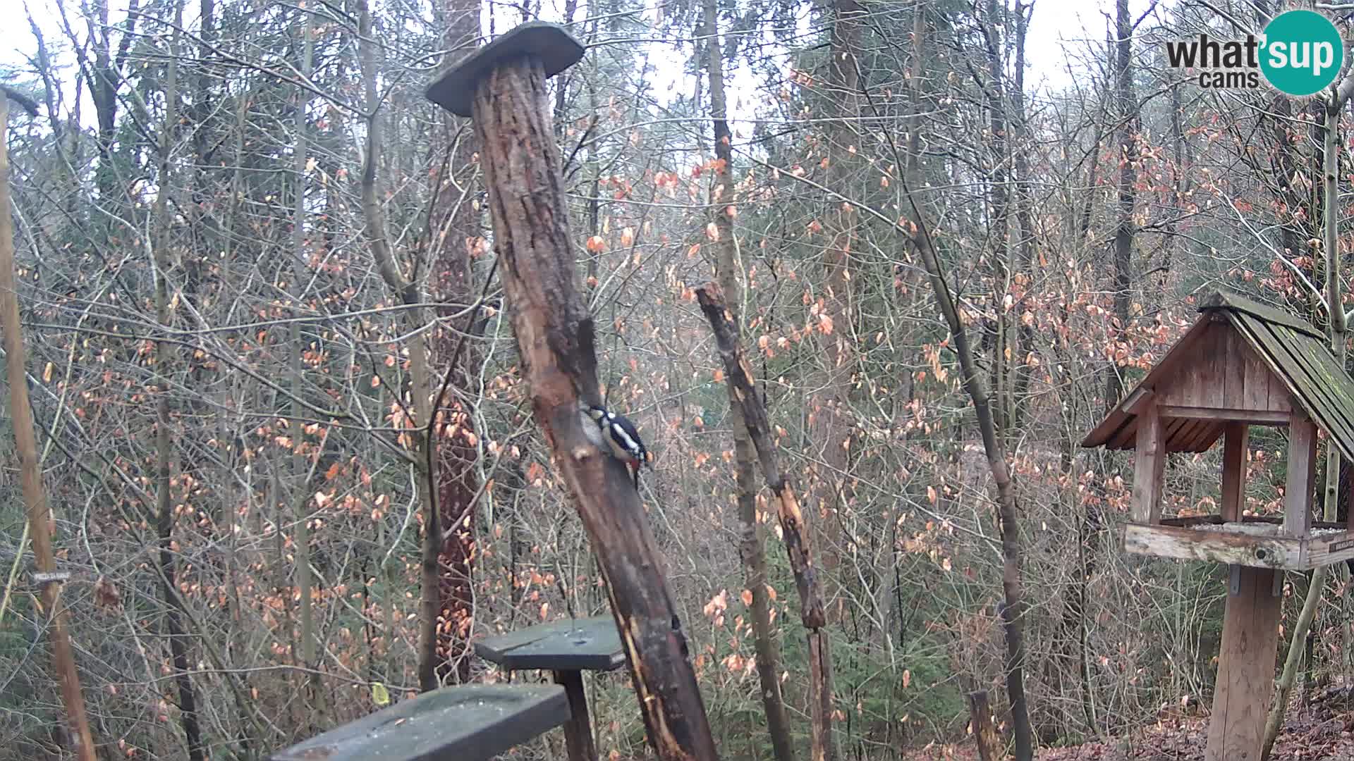 Comederos para pájaros en ZOO Ljubljana camera en vivo