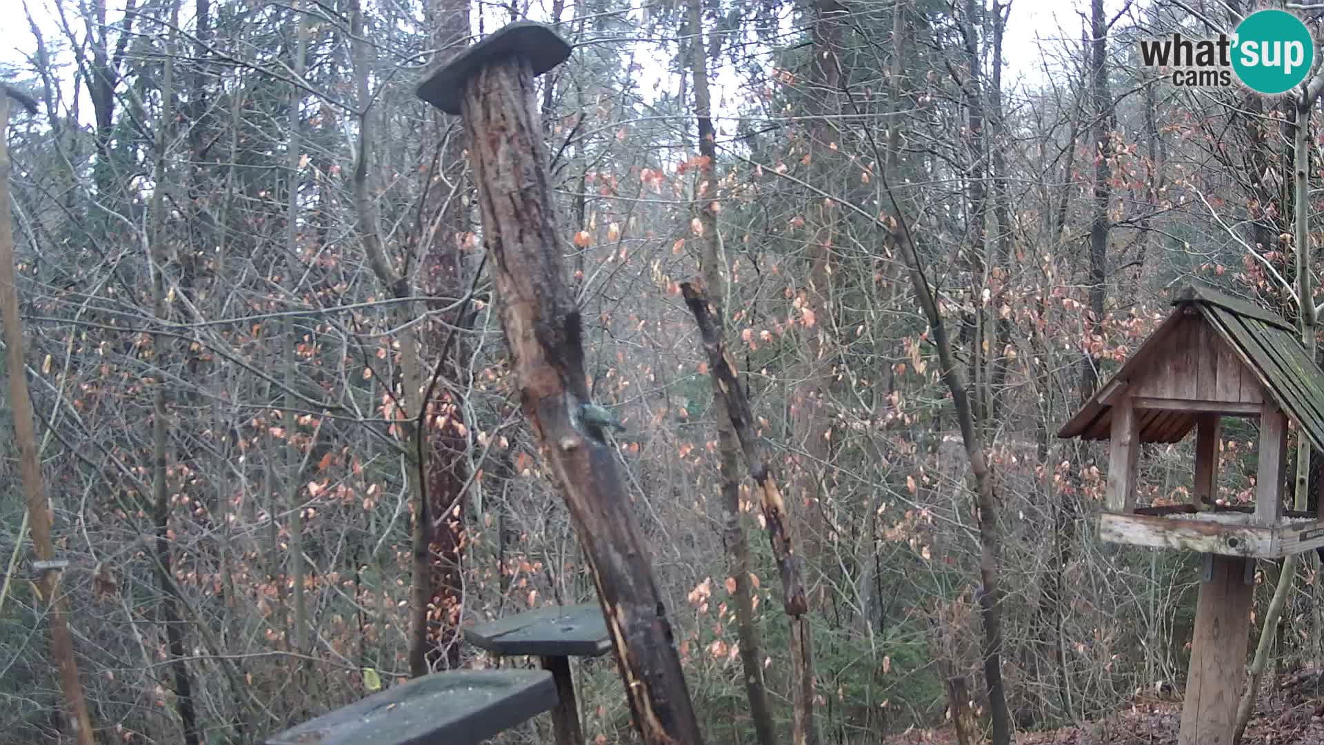 Comederos para pájaros en ZOO Ljubljana camera en vivo