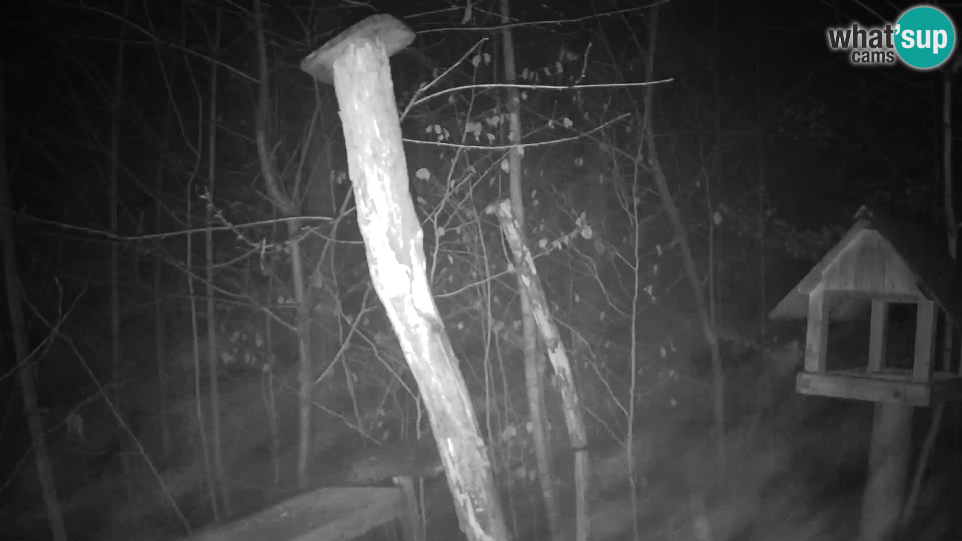 Mangiatoie per uccelli allo ZOO di Lubiana livecam