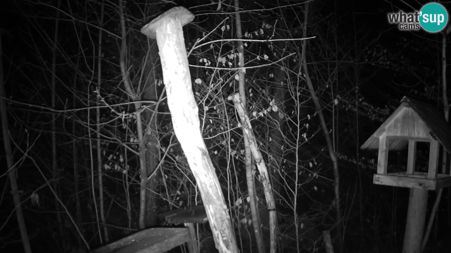 Mangeoires pour oiseaux au ZOO live webcam Ljubljana