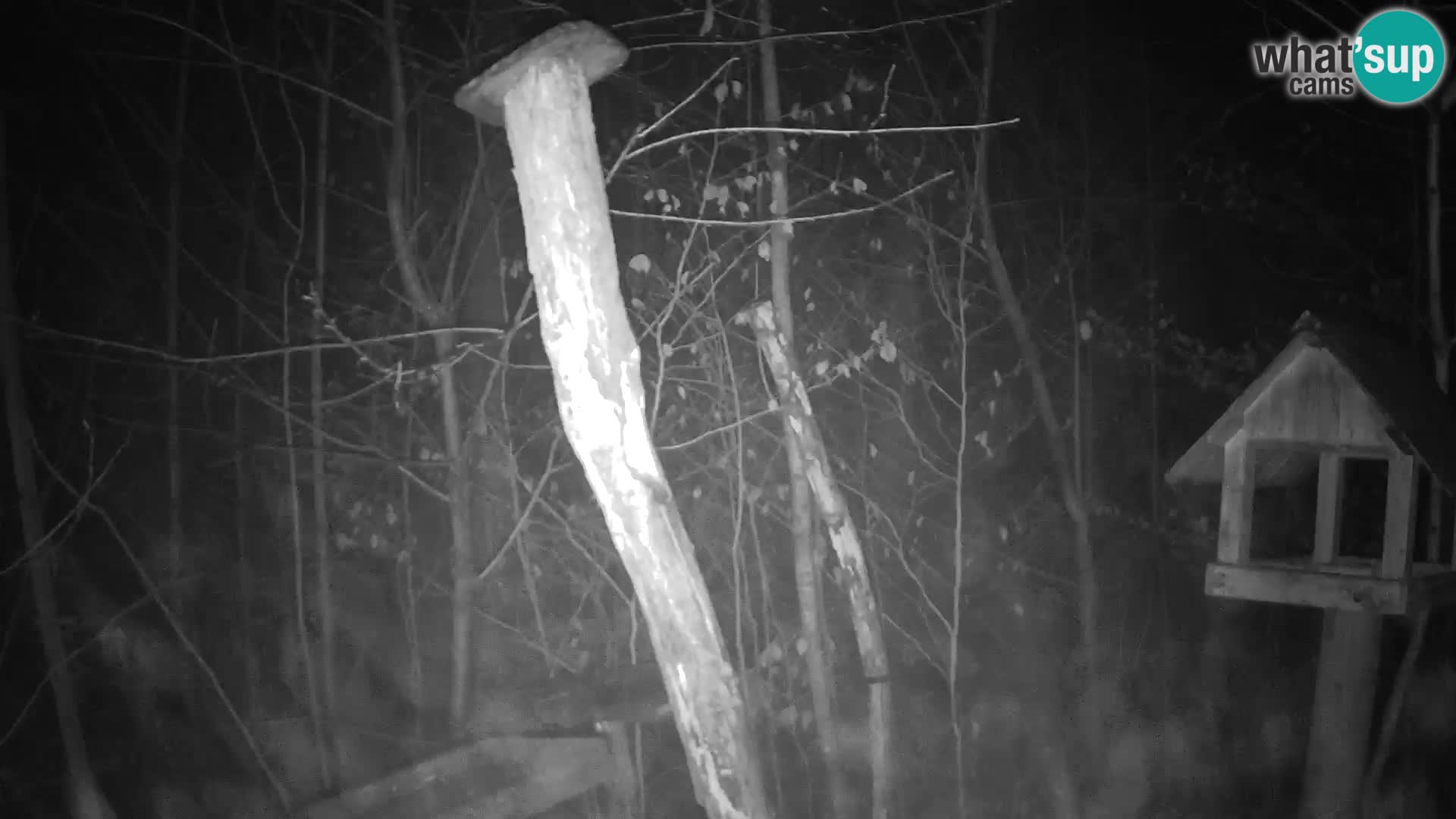 Vogelfutterhäuschen im ZOO webcam Ljubljana