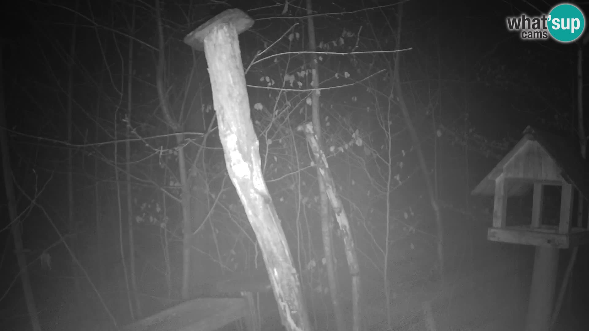 Hranilice za ptice u ZOO web kamera Ljubljana