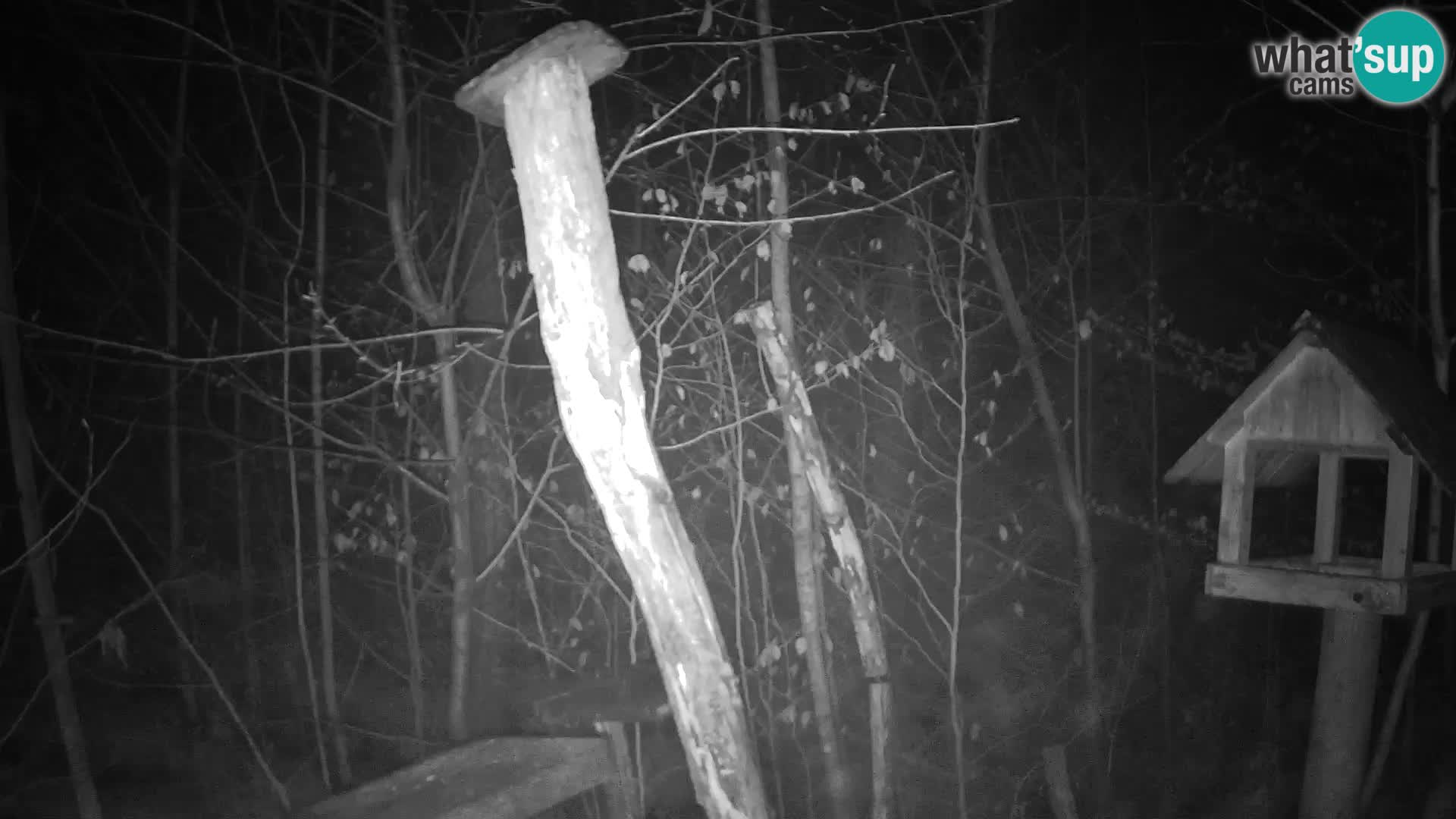 Vogelfutterhäuschen im ZOO webcam Ljubljana