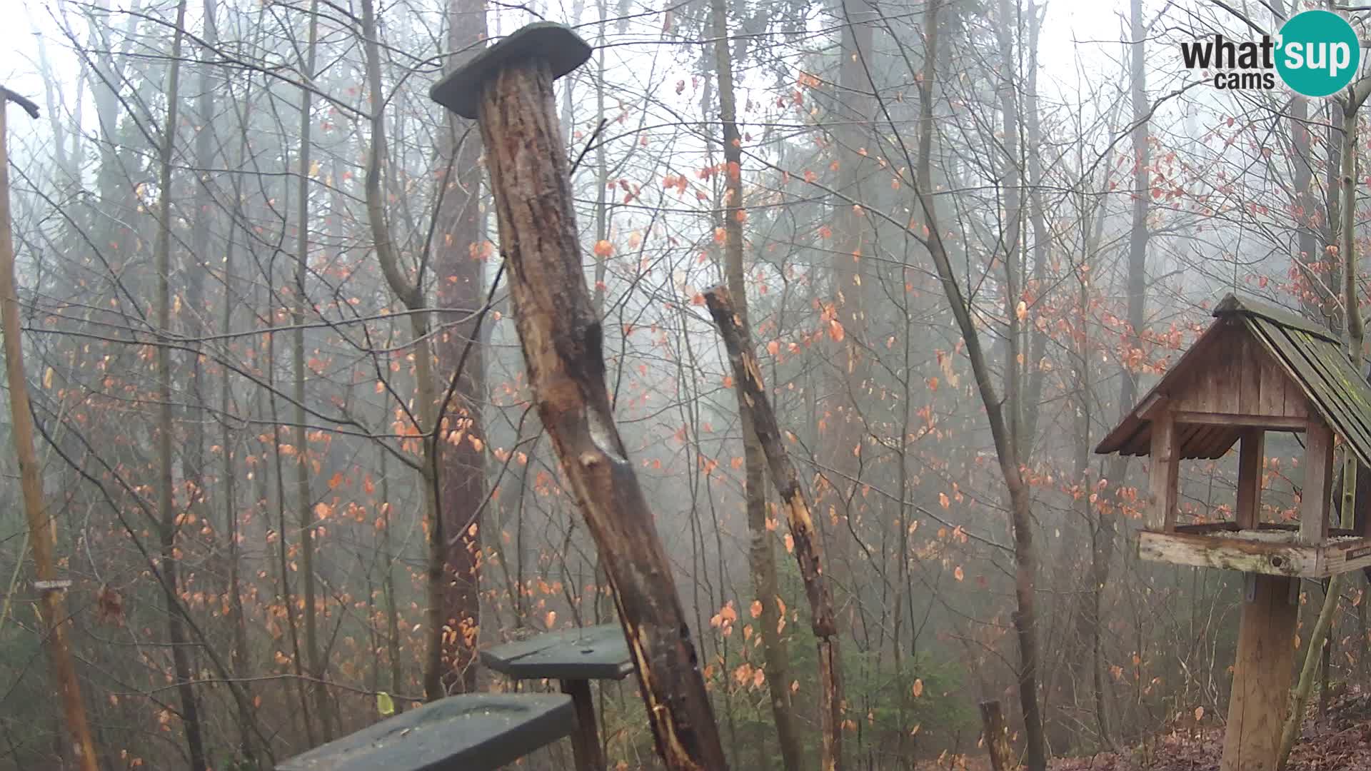 Vogelfutterhäuschen im ZOO webcam Ljubljana