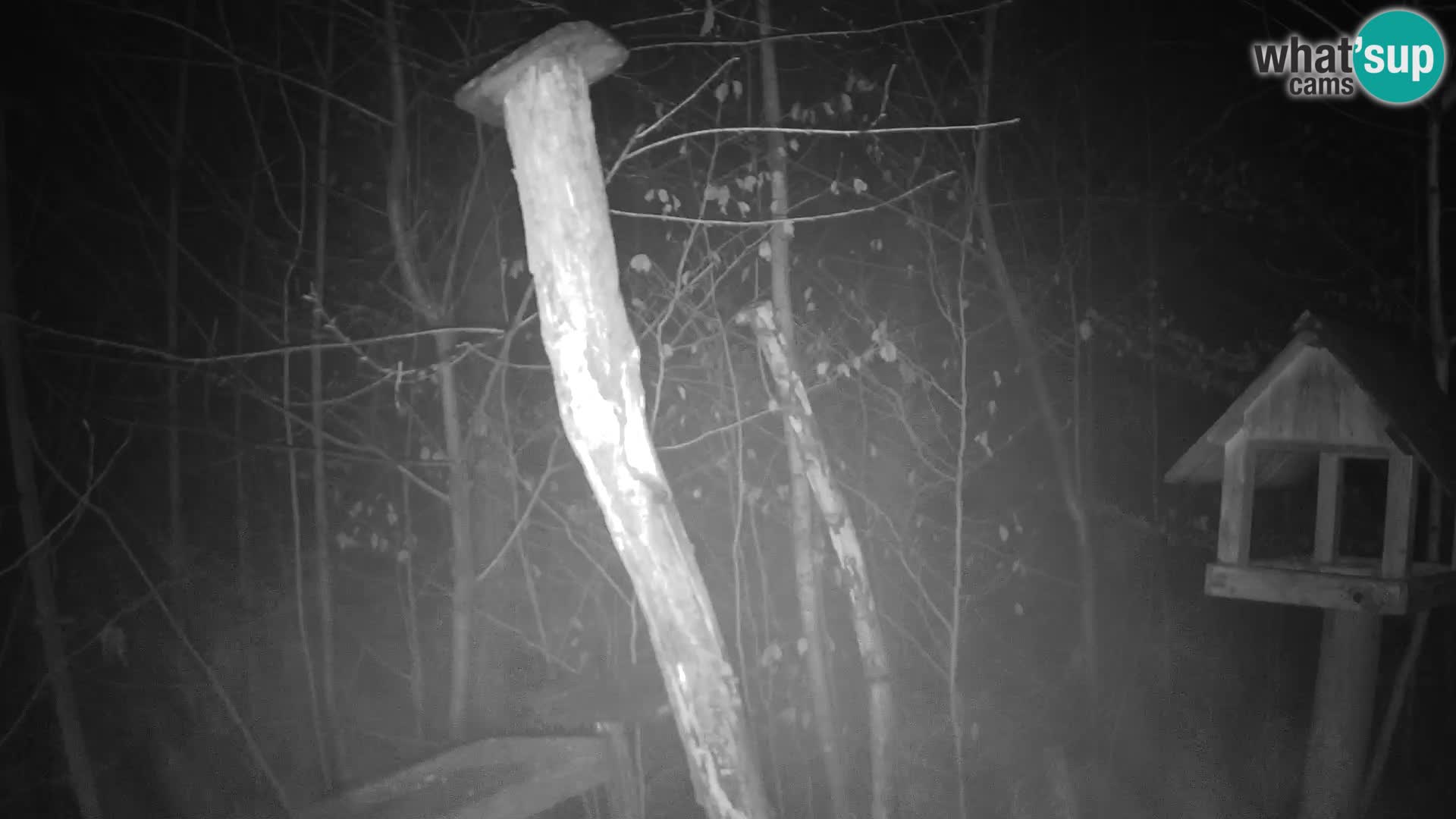 Mangeoires pour oiseaux au ZOO live webcam Ljubljana