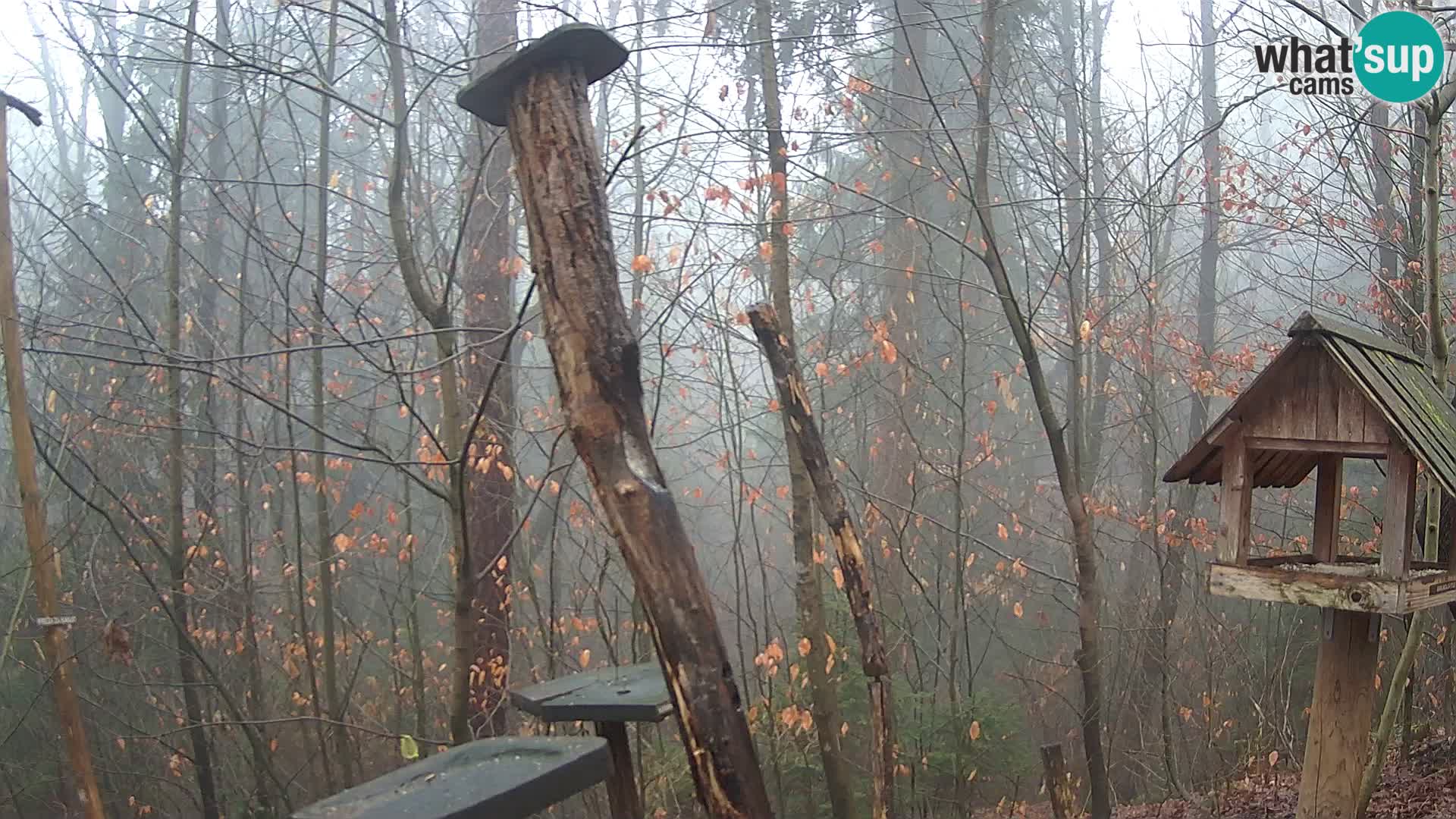 Krmilnice za ptiče v ZOO Ljubljana spletna kamera