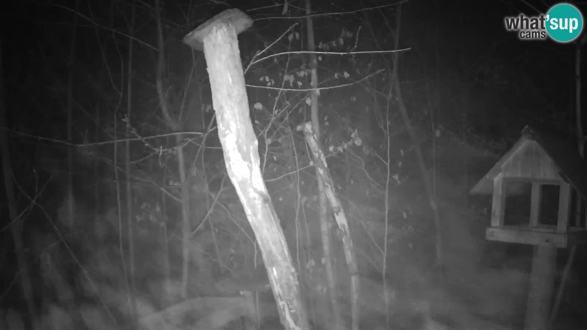 Mangiatoie per uccelli allo ZOO di Lubiana livecam