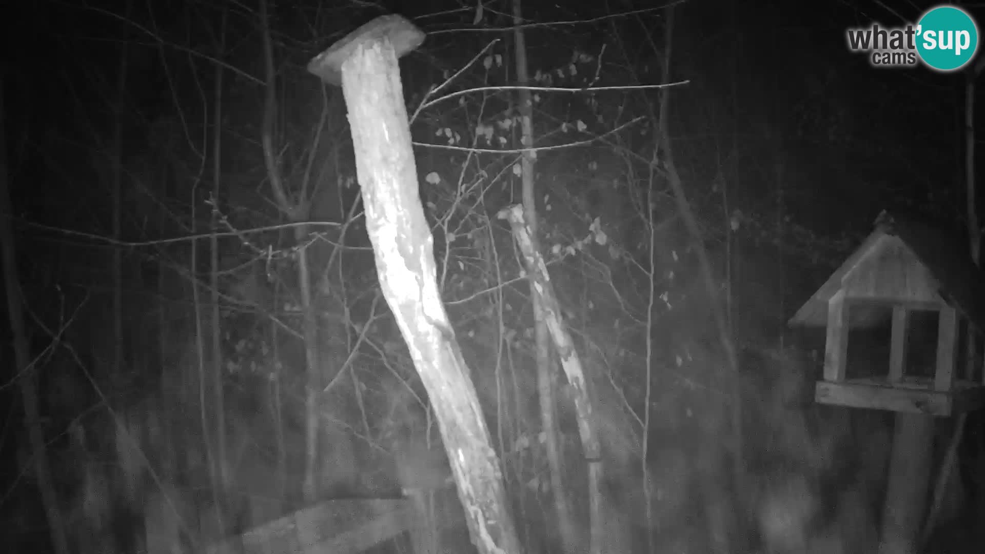Vogelfutterhäuschen im ZOO webcam Ljubljana