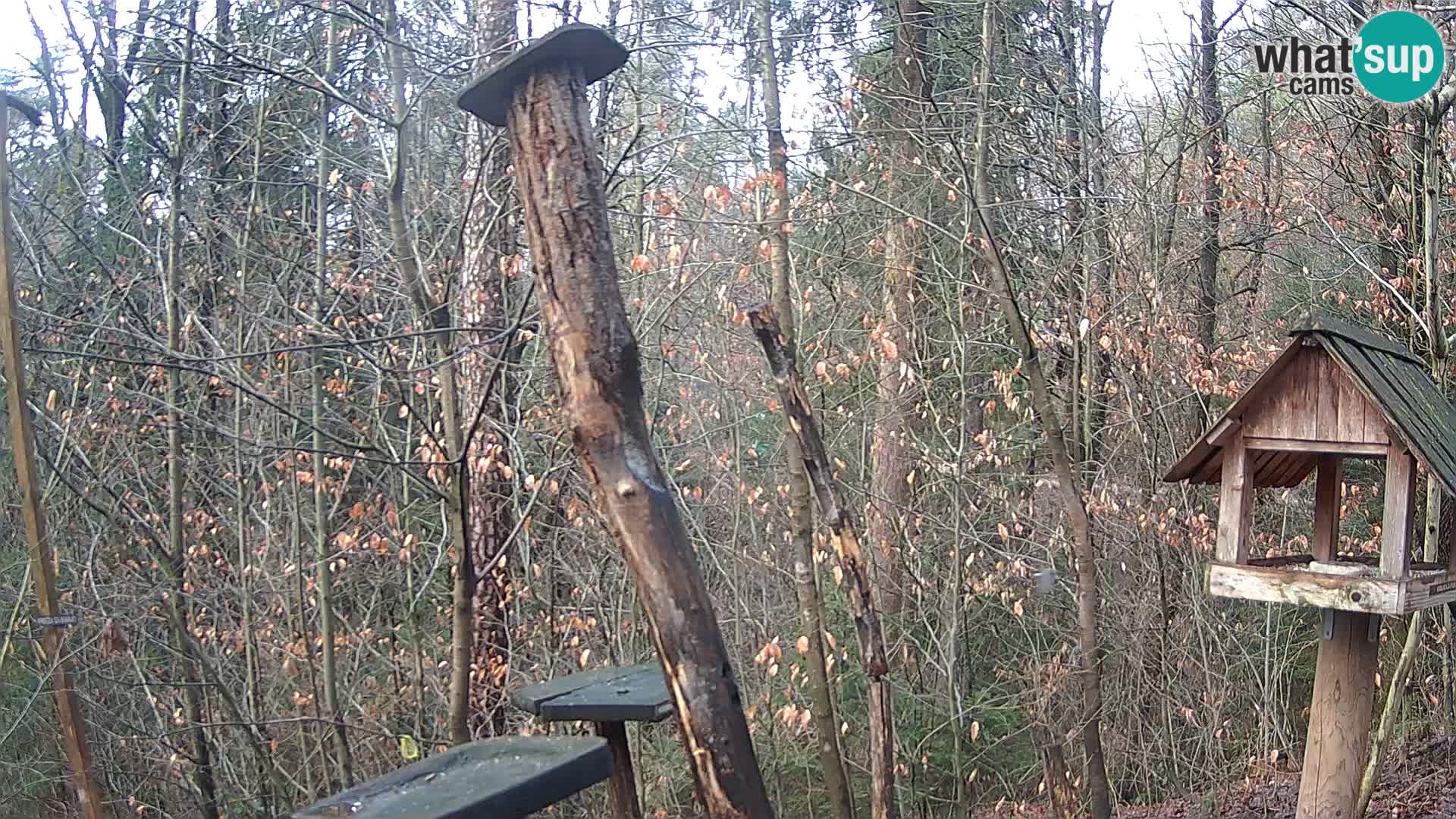 Krmilnice za ptiče v ZOO Ljubljana spletna kamera