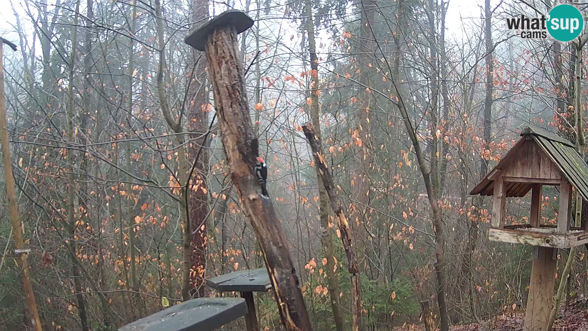 Vogelfutterhäuschen im ZOO webcam Ljubljana