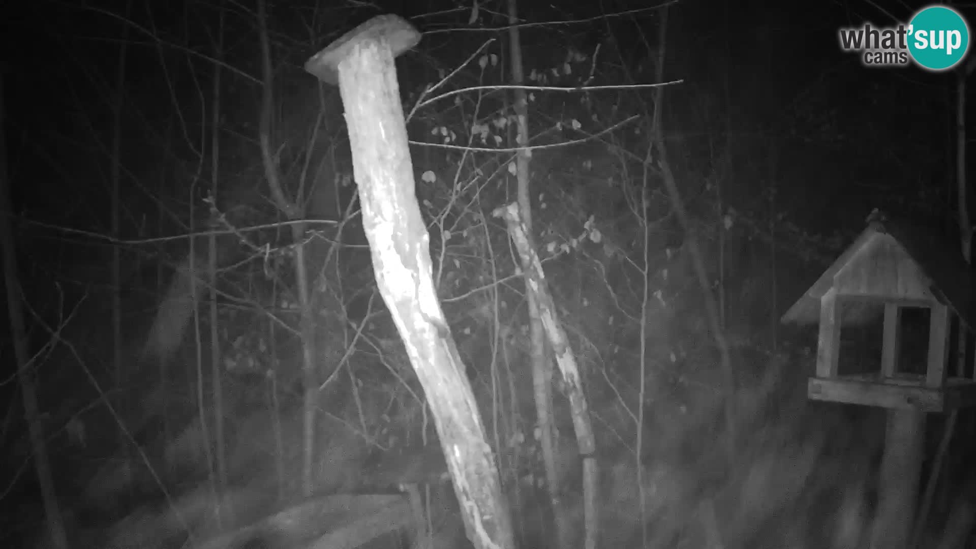 Krmilnice za ptiče v ZOO Ljubljana spletna kamera