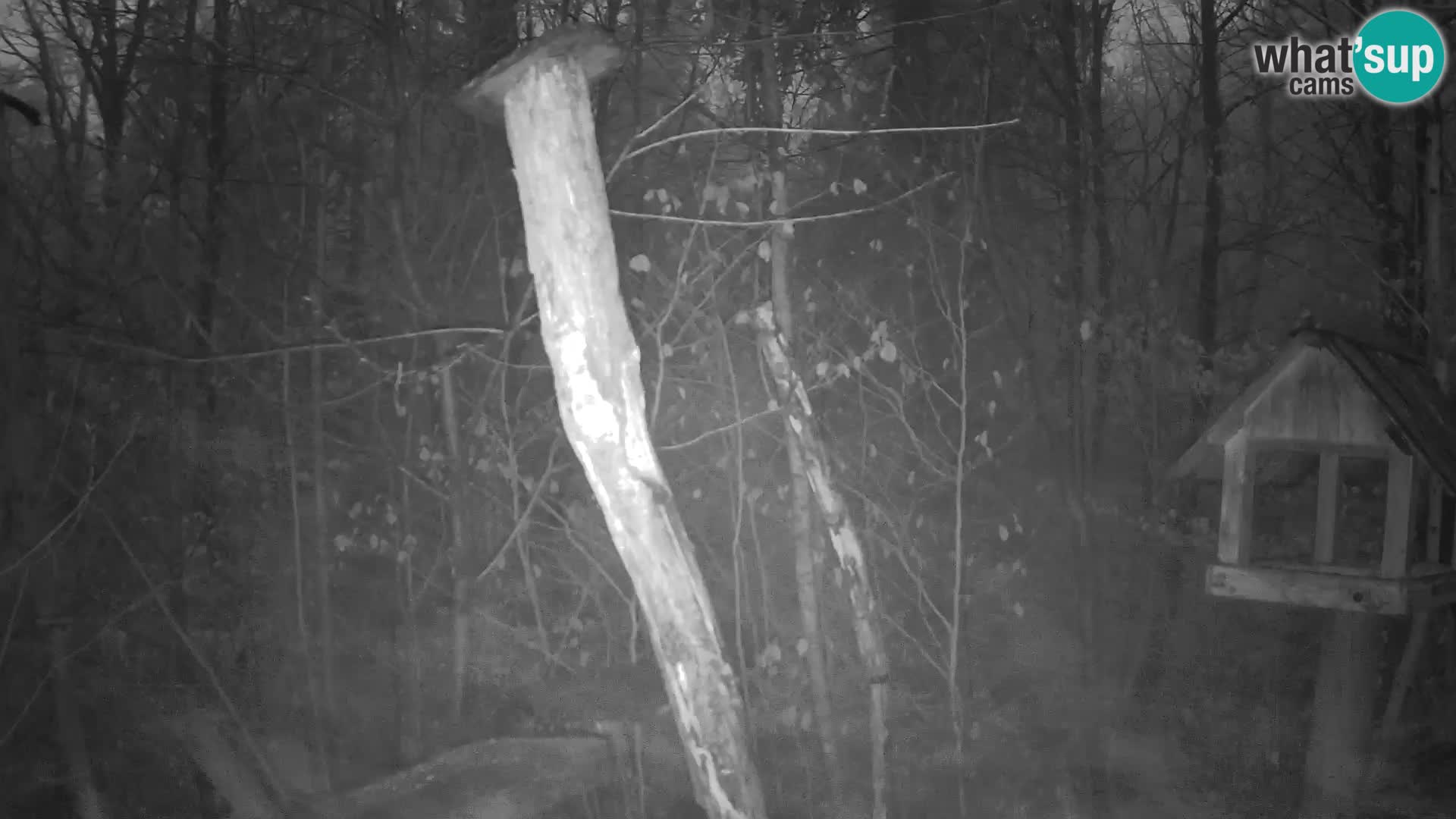 Comederos para pájaros en ZOO Ljubljana camera en vivo