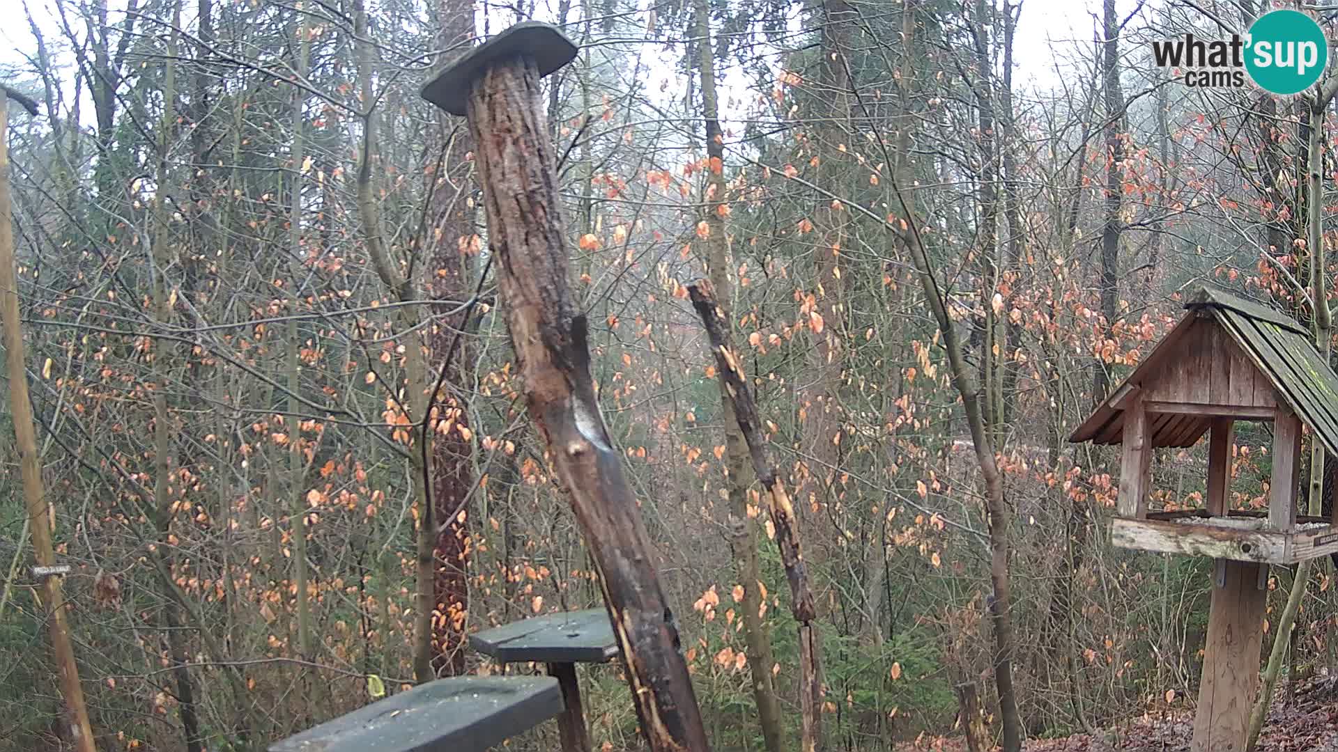 Bird feeders at ZOO Ljubljana webcam