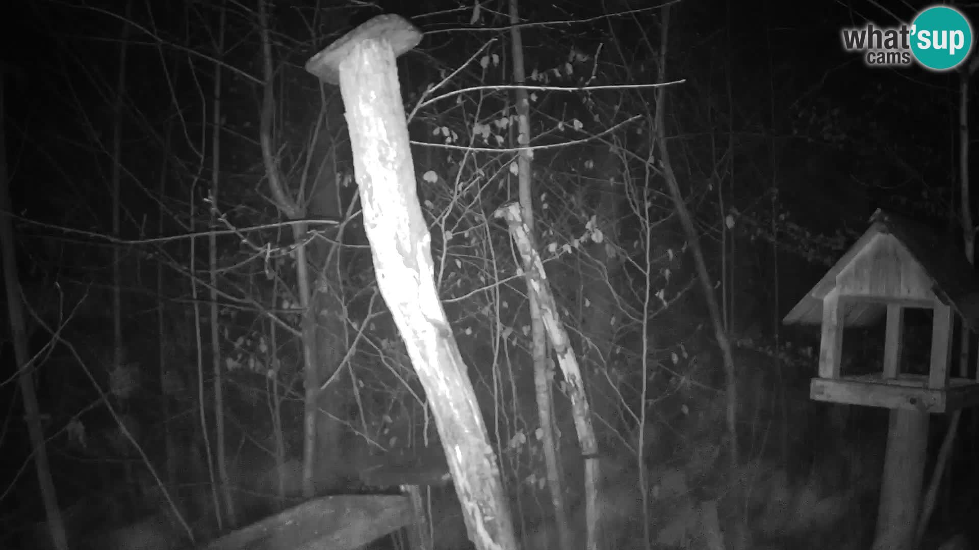 Mangiatoie per uccelli allo ZOO di Lubiana livecam