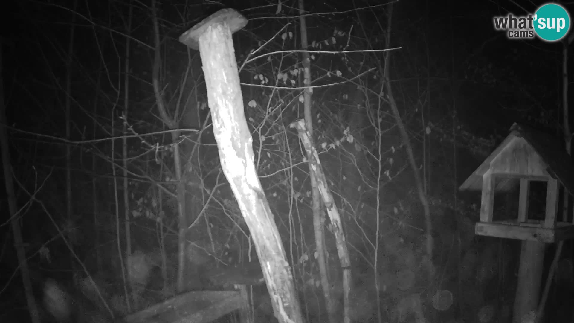 Hranilice za ptice u ZOO web kamera Ljubljana