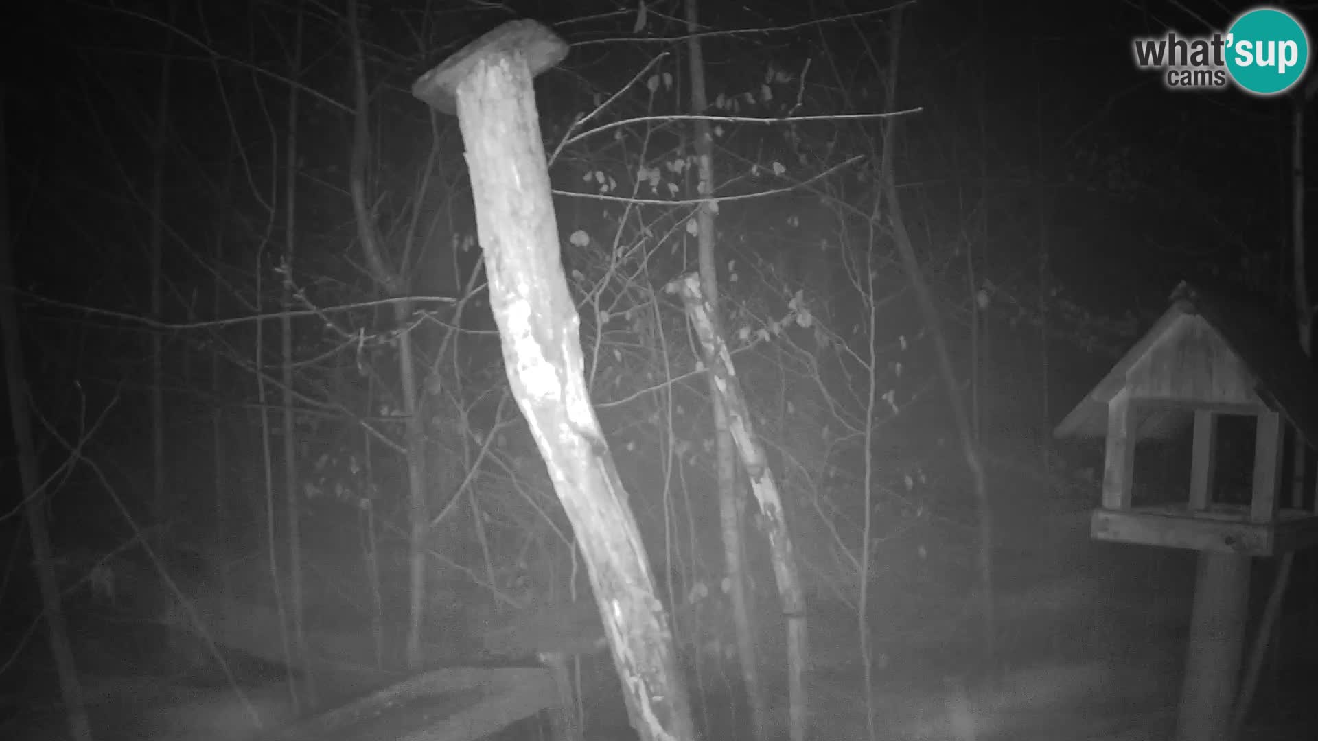 Vogelfutterhäuschen im ZOO webcam Ljubljana