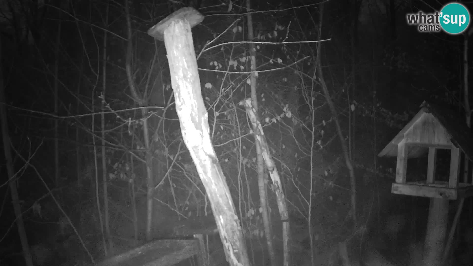 Mangiatoie per uccelli allo ZOO di Lubiana livecam