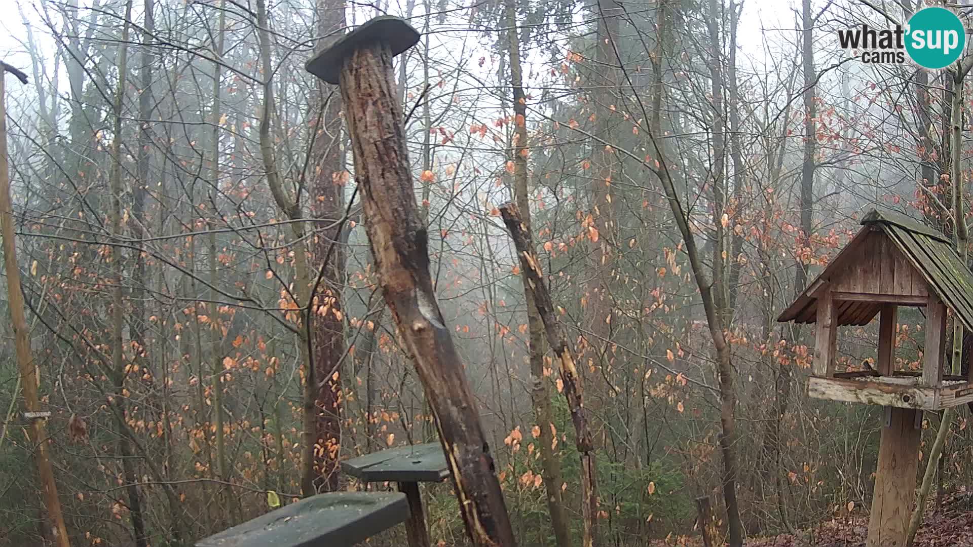 Comederos para pájaros en ZOO Ljubljana camera en vivo