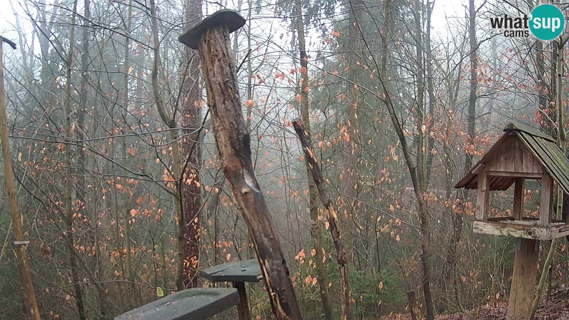 Mangiatoie per uccelli allo ZOO di Lubiana livecam