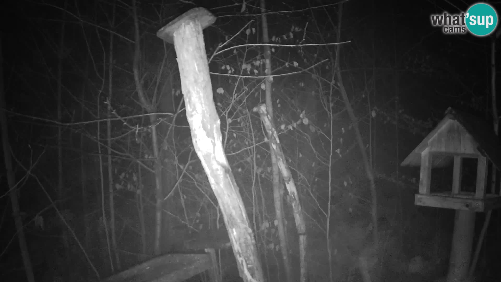 Hranilice za ptice u ZOO web kamera Ljubljana