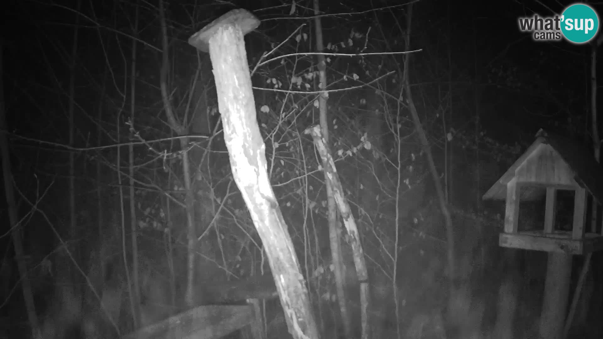 Hranilice za ptice u ZOO web kamera Ljubljana