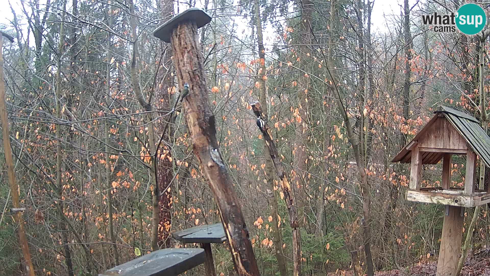 Mangiatoie per uccelli allo ZOO di Lubiana livecam