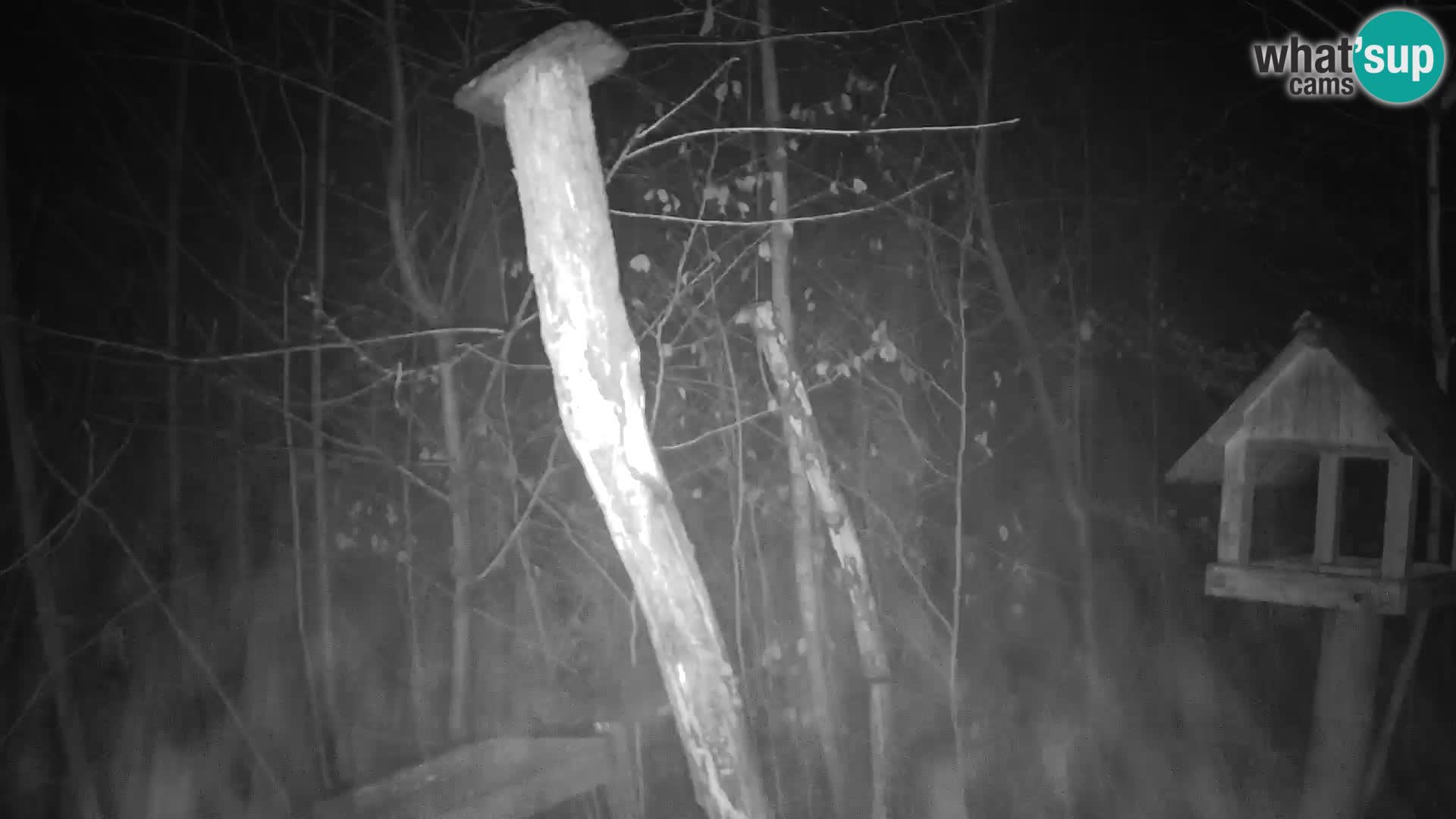 Mangeoires pour oiseaux au ZOO live webcam Ljubljana