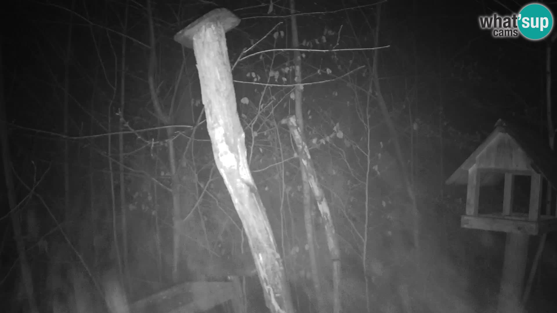 Vogelfutterhäuschen im ZOO webcam Ljubljana