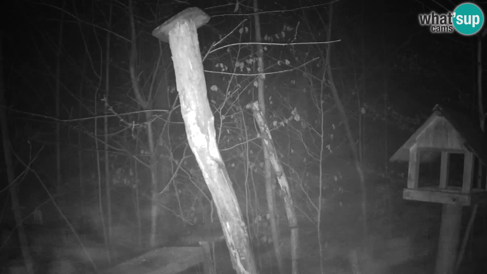 Comederos para pájaros en ZOO Ljubljana camera en vivo
