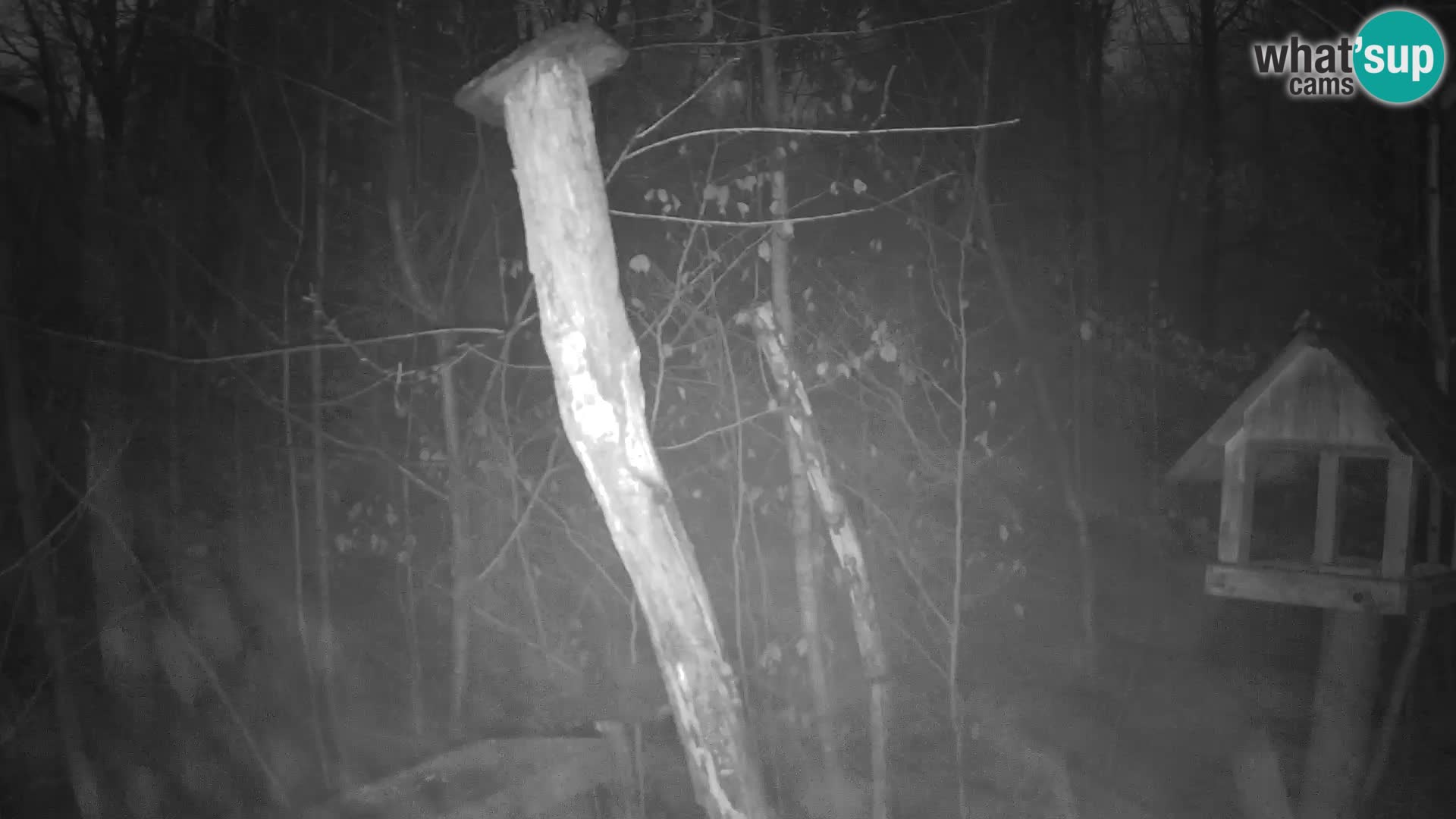 Hranilice za ptice u ZOO web kamera Ljubljana