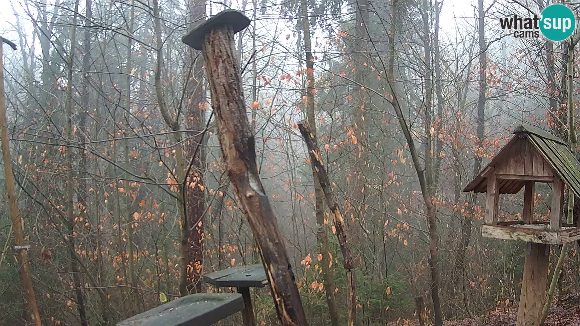 Krmilnice za ptiče v ZOO Ljubljana spletna kamera