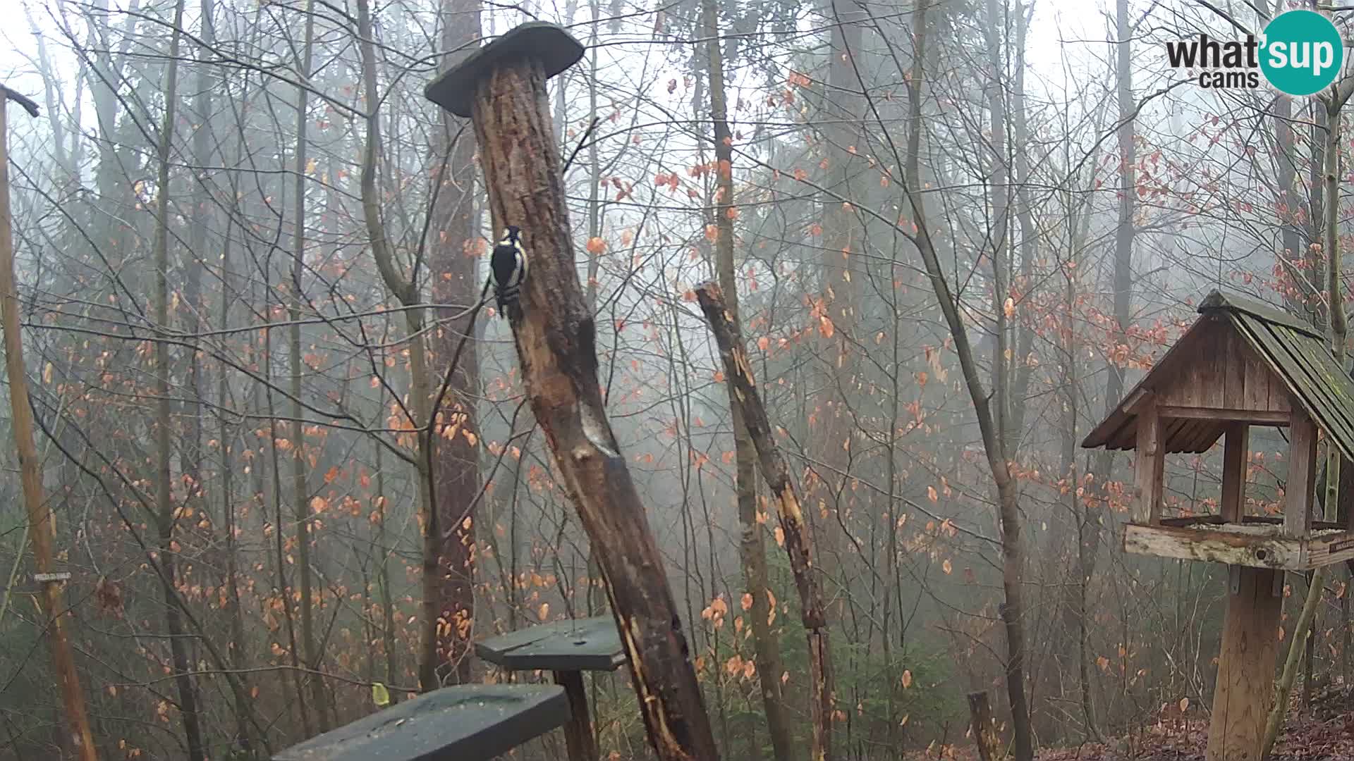Bird feeders at ZOO Ljubljana webcam