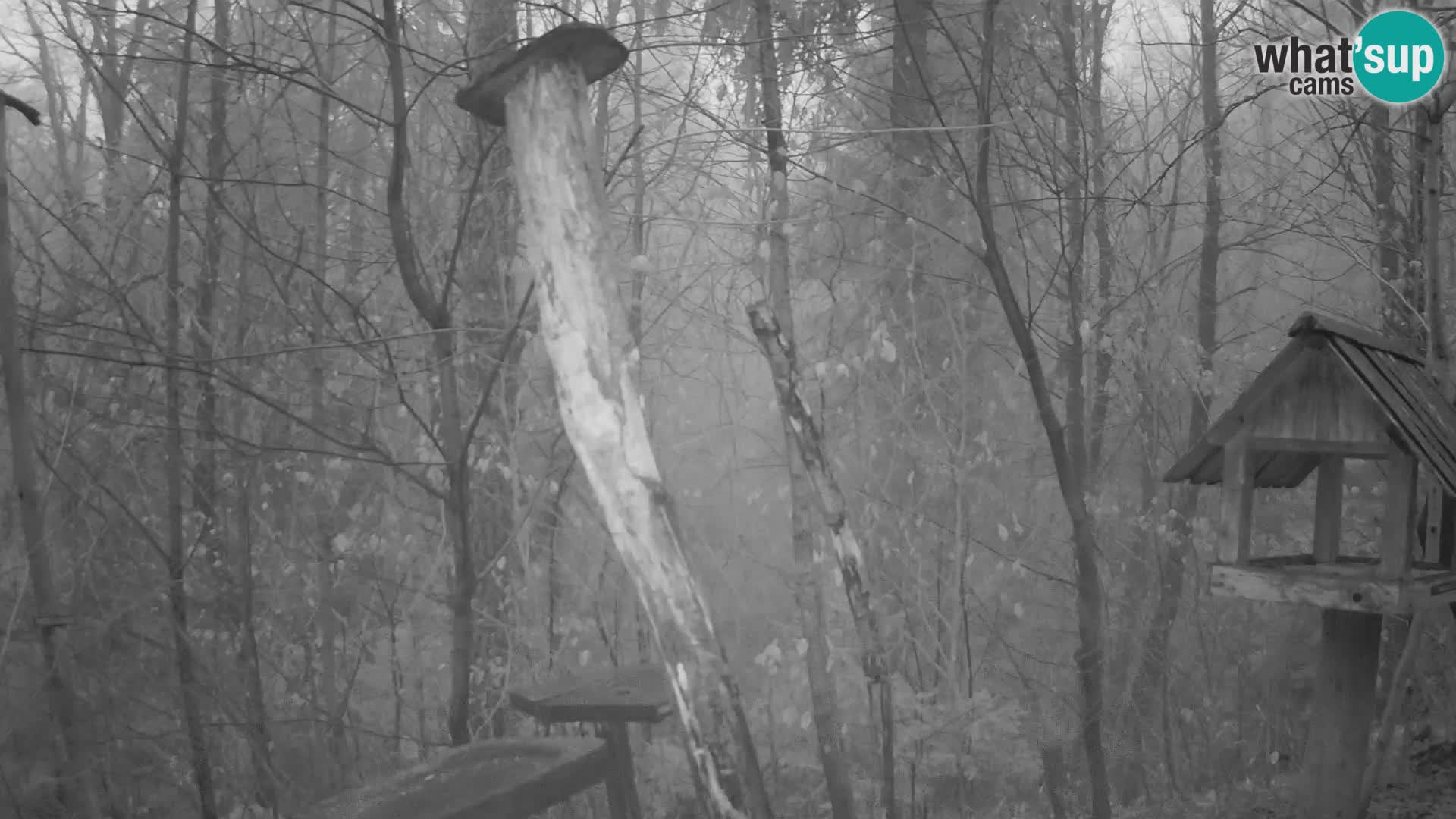 Comederos para pájaros en ZOO Ljubljana camera en vivo