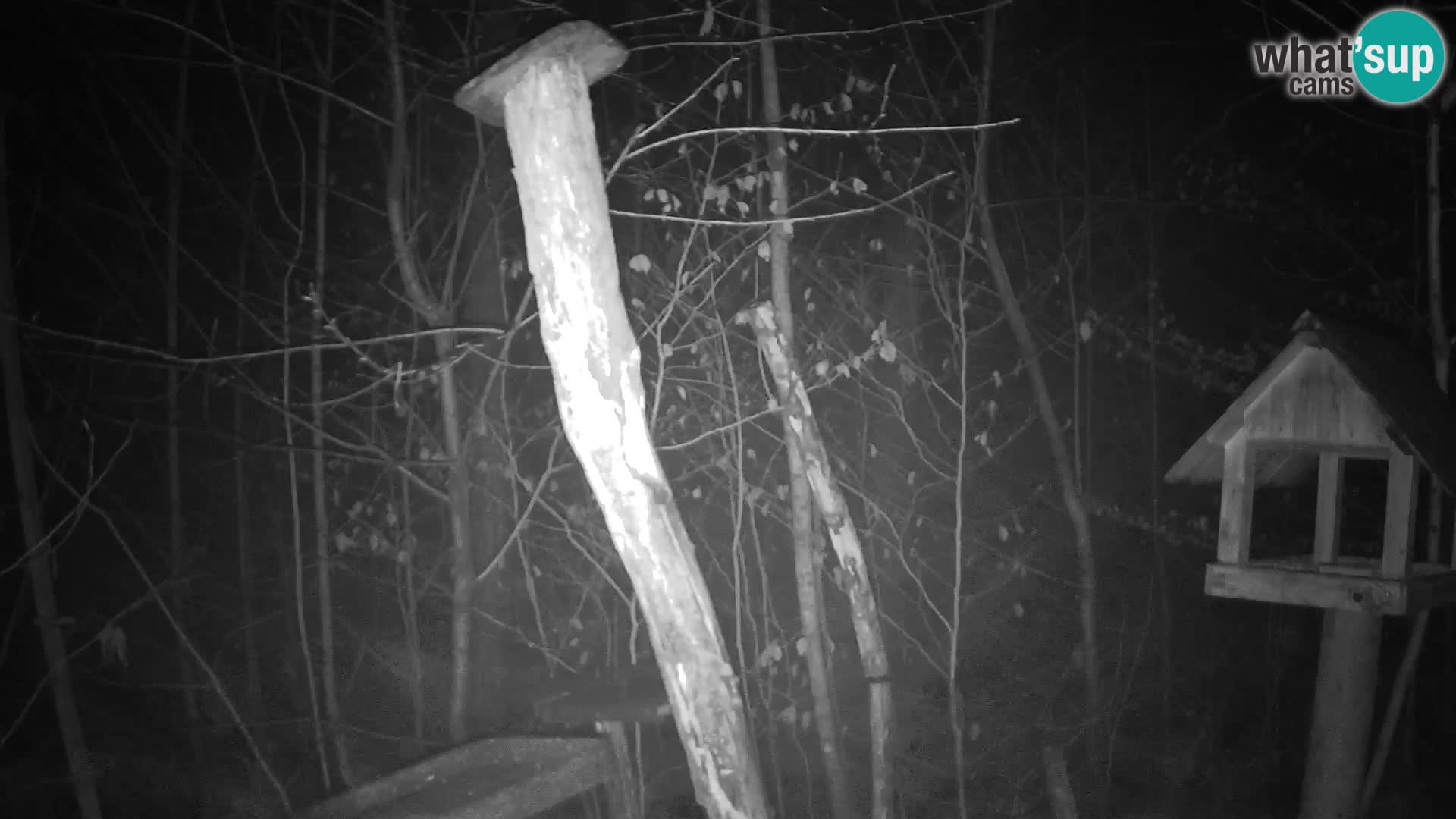 Vogelfutterhäuschen im ZOO webcam Ljubljana