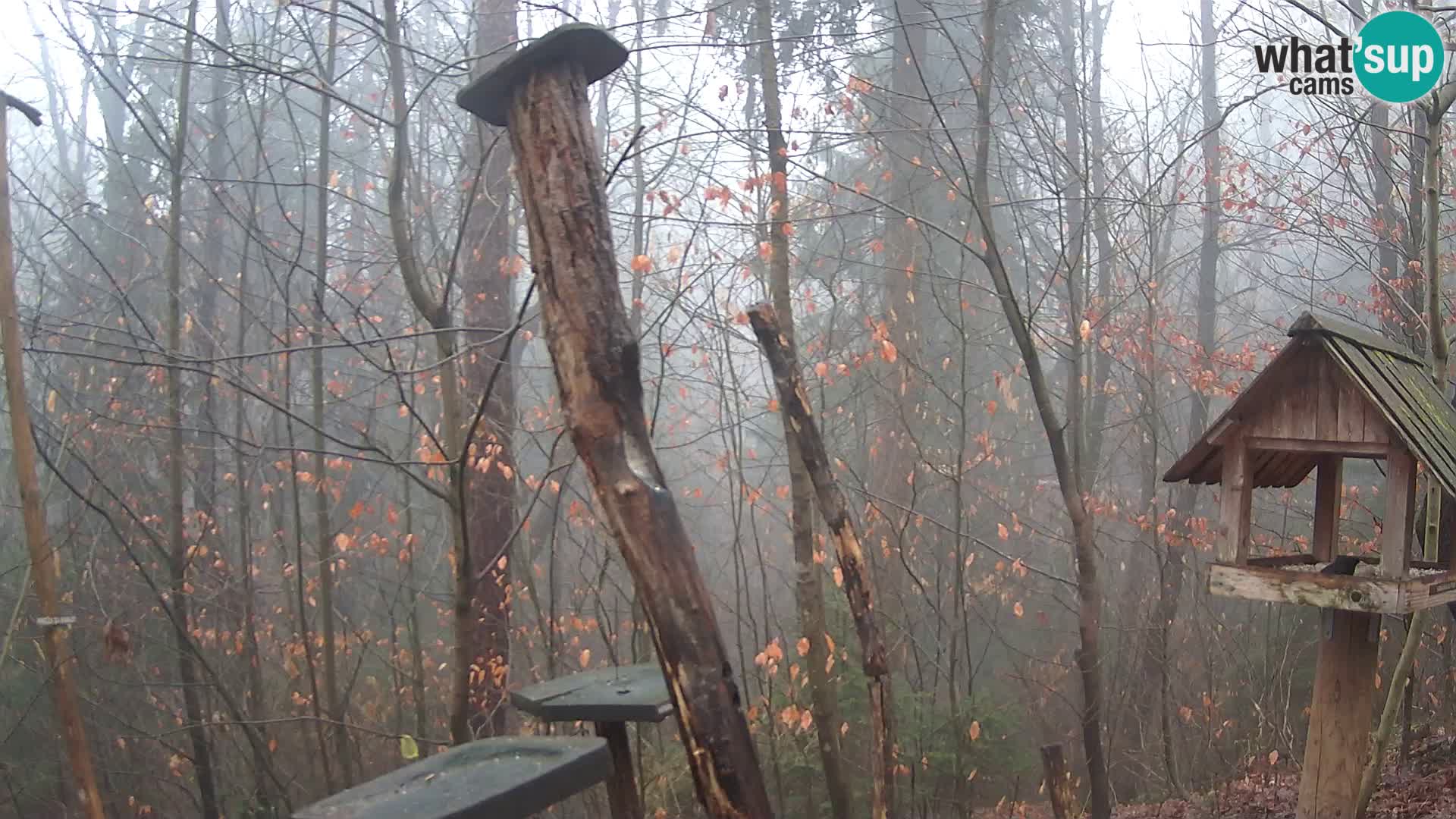 Hranilice za ptice u ZOO web kamera Ljubljana