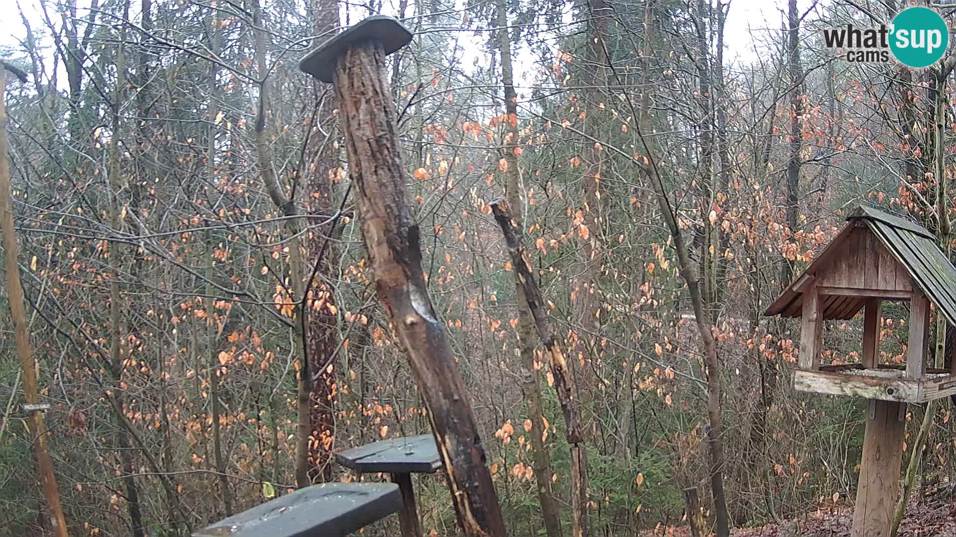 Krmilnice za ptiče v ZOO Ljubljana spletna kamera