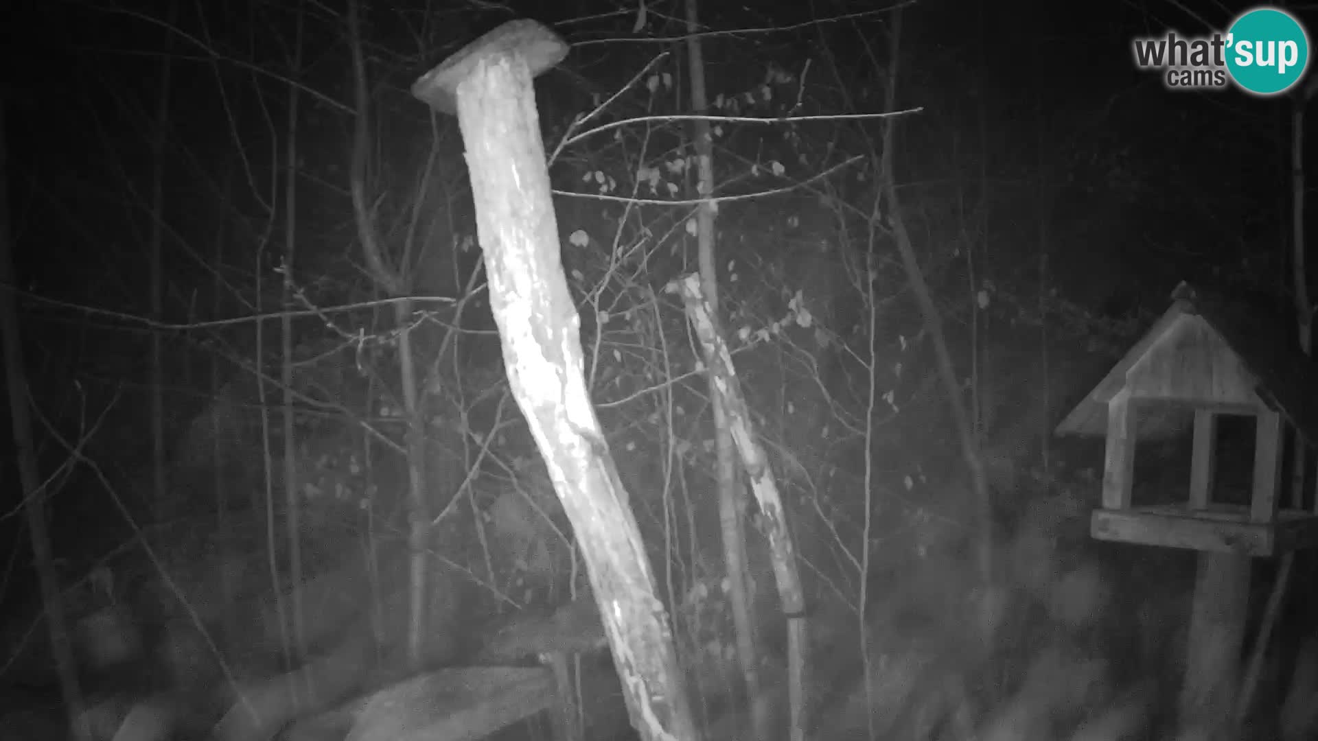 Bird feeders at ZOO Ljubljana webcam