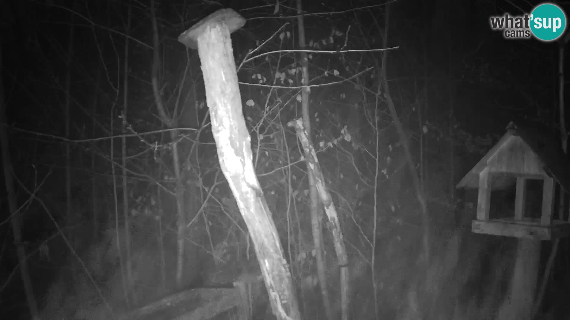 Vogelfutterhäuschen im ZOO webcam Ljubljana