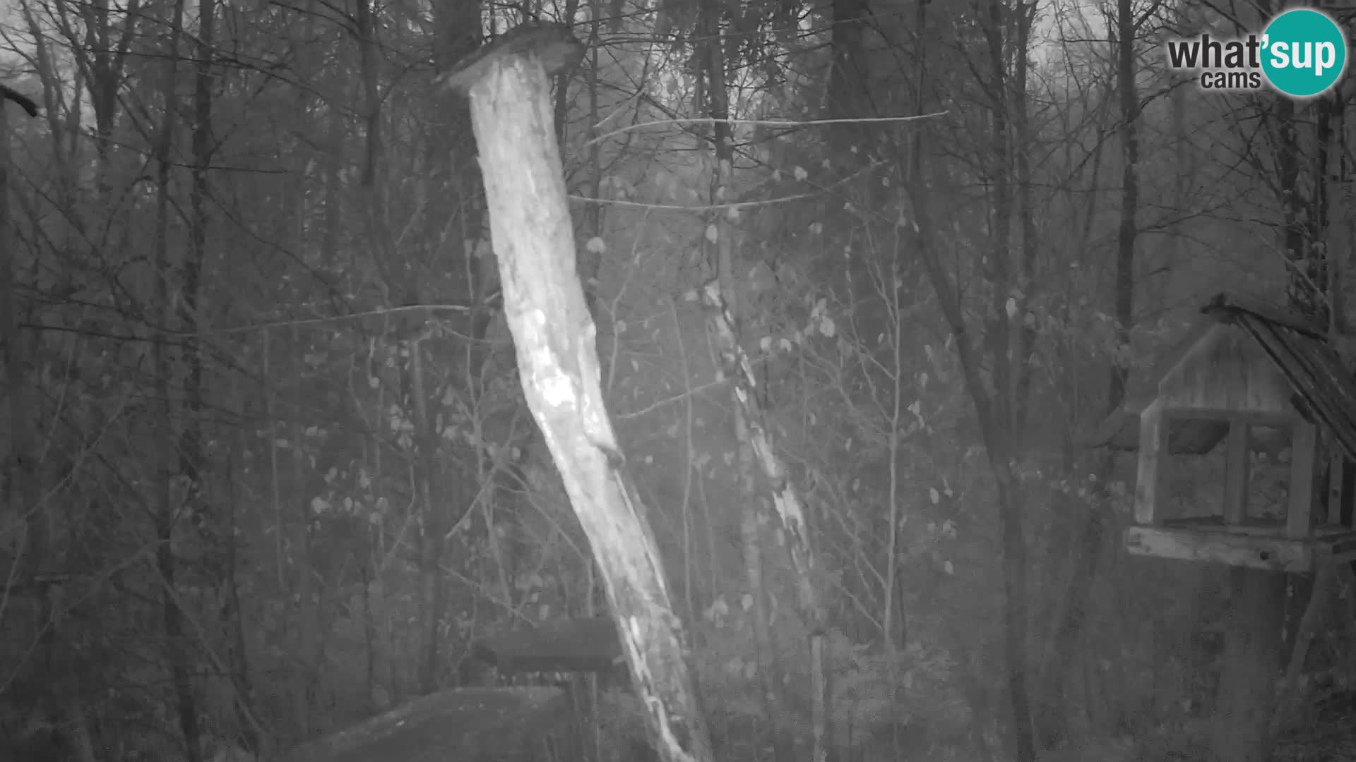 Hranilice za ptice u ZOO web kamera Ljubljana