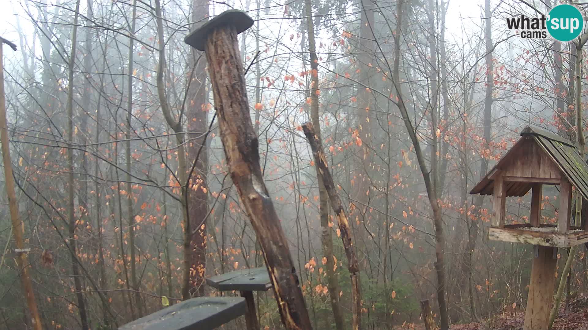 Hranilice za ptice u ZOO web kamera Ljubljana