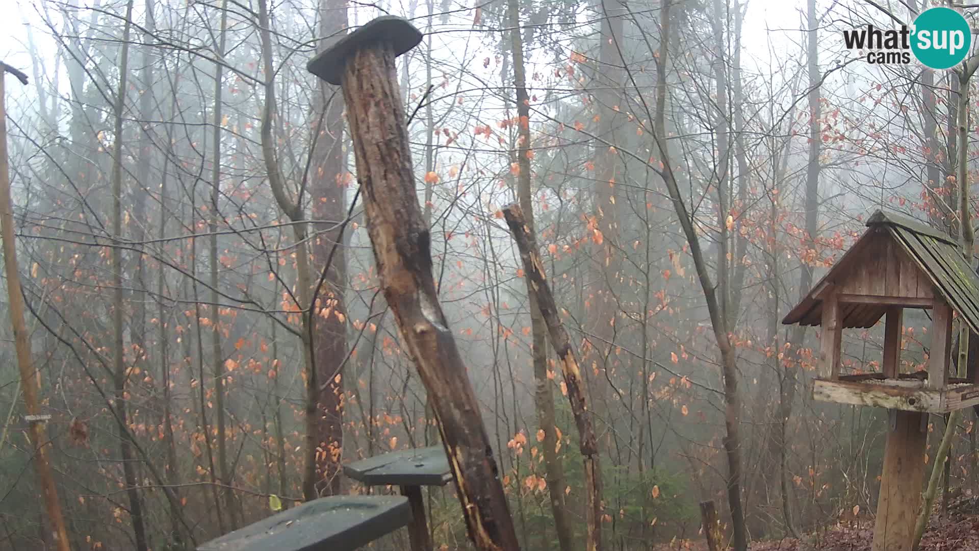 Vogelfutterhäuschen im ZOO webcam Ljubljana