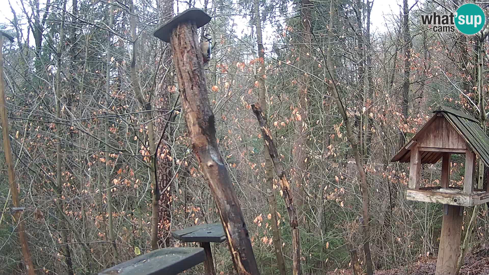 Bird feeders at ZOO Ljubljana webcam