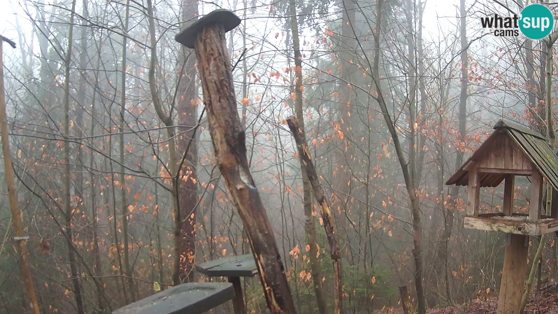 Mangeoires pour oiseaux au ZOO live webcam Ljubljana