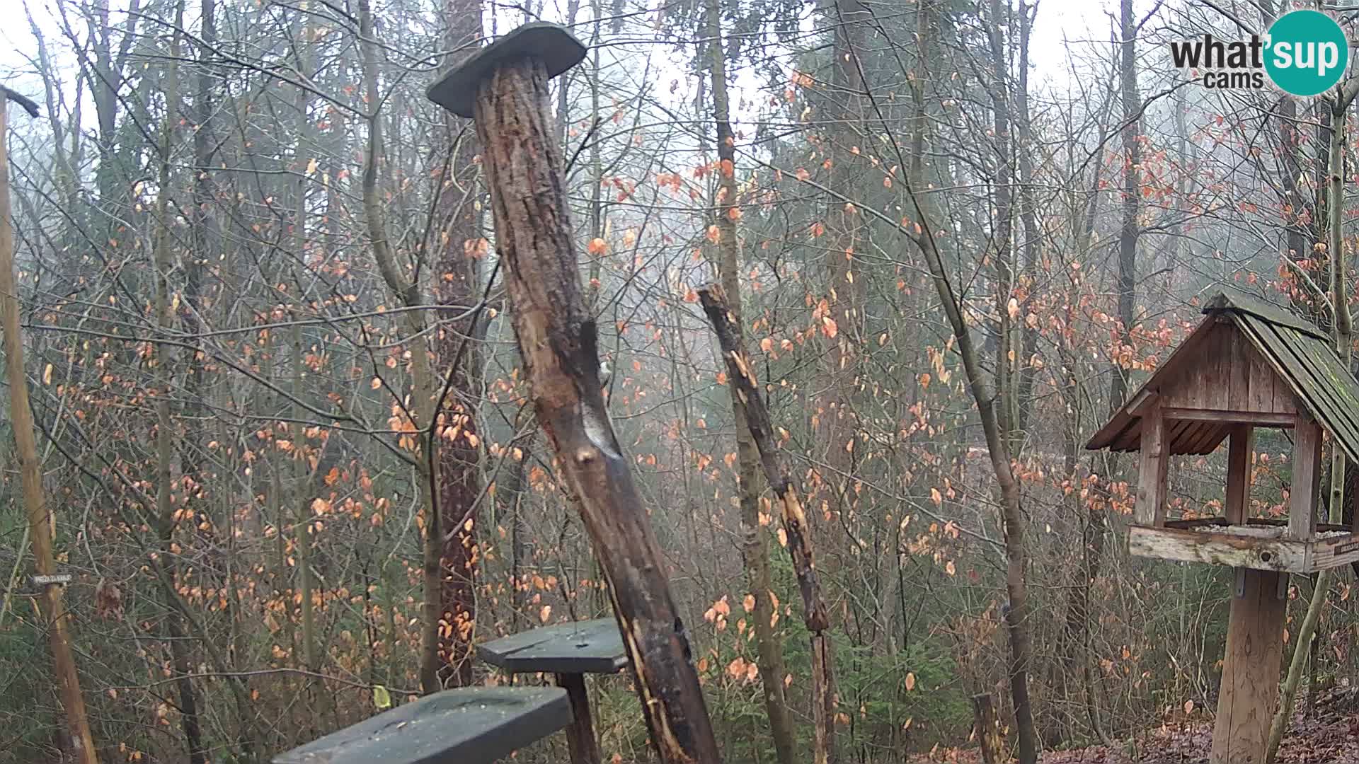 Comederos para pájaros en ZOO Ljubljana camera en vivo