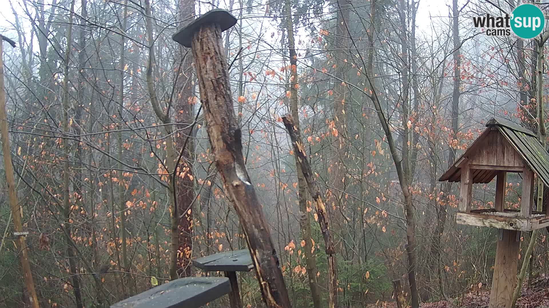 Hranilice za ptice u ZOO web kamera Ljubljana